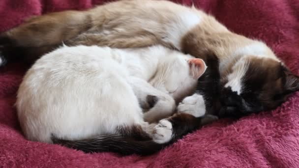 Schattige Katten Slapen Samen Knuffelen Bed Twee Pluizig Wit Siamees — Stockvideo