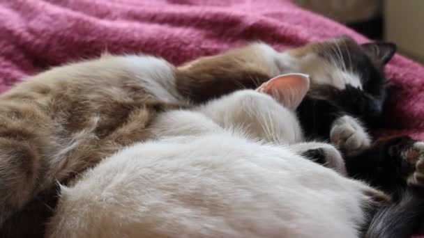 Cute Cats Sleeping Cuddling Together Bed Two Fluffy White Siamese — Stock Video