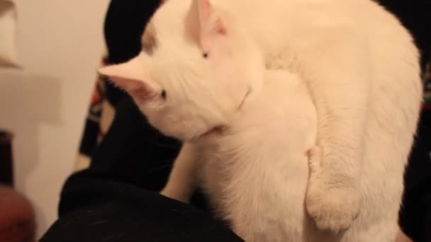 White Cat Grooming Licking Herself — Video Stock