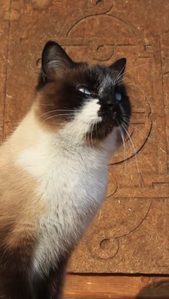 Gatto Siamese Con Gli Occhi Azzurri Luminosi Seduto Sul Portico — Video Stock