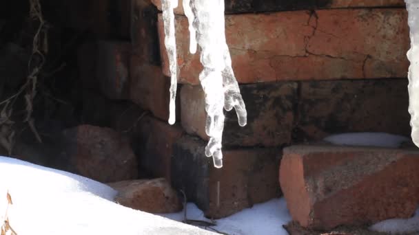 Icicles Crystal Close Spring Eavesdrops Falling Drops Sunlight — Stok Video
