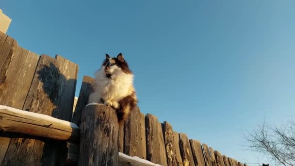 Fluffig Katt Går Staket Vintern — Stockvideo