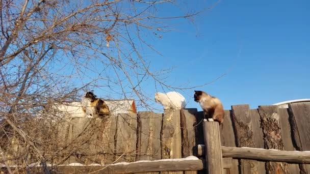 Four Cats Sitting Fence Winter Bare Tree — Vídeo de Stock