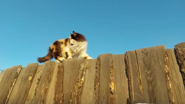 Fluffy Cat Walking Fence Winter — Stock Video