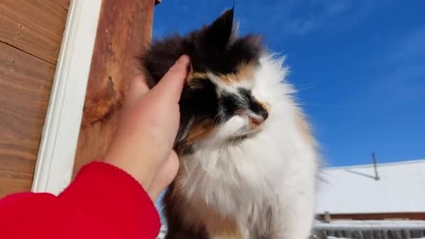 Γυναίκα Χαϊδεύει Αφράτη Γάτα Έξω — Αρχείο Βίντεο