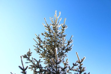 Genç ladin fidan dalları kışın beyaz buz ve karla kaplı