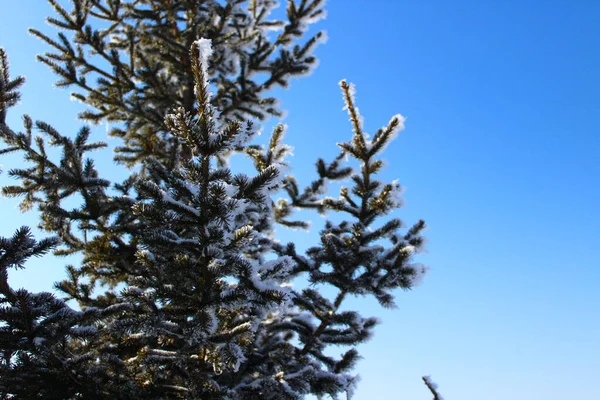 冬日白霜白雪覆盖的小云杉冷杉树枝 — 图库照片