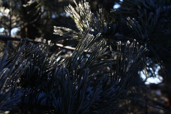 覆盖着雪的松树冷杉针头 — 图库照片