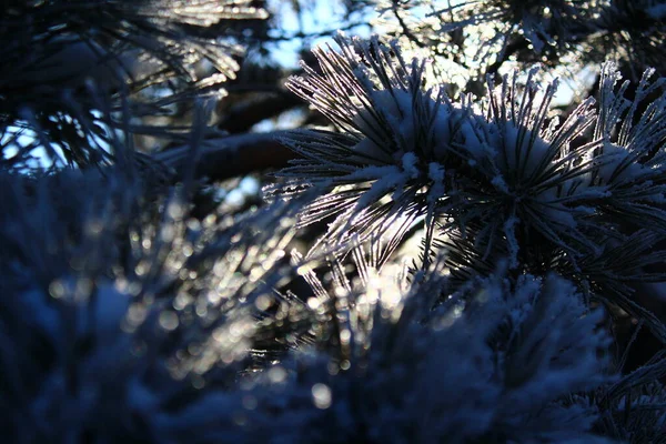Иголки Сосен Покрытые Снегом — стоковое фото
