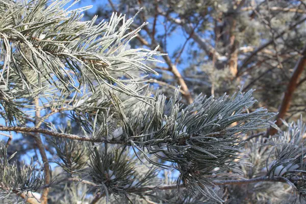 Tall Gran Gran Nålar Täckt Med Snö — Stockfoto