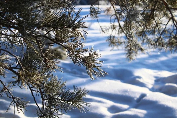 覆盖着雪的松树冷杉针头 — 图库照片