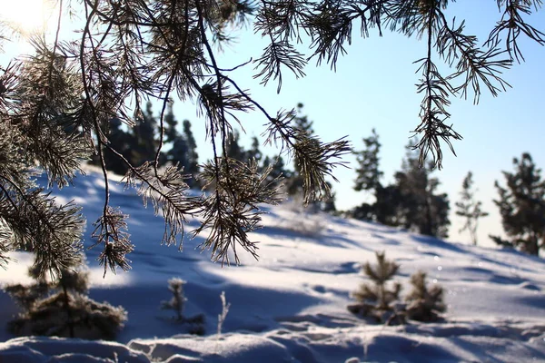Иголки Сосен Покрытые Снегом — стоковое фото