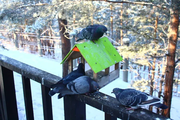 Colombe Beau Pigeon Avec Des Plumes Vives Les Ailes Les — Photo