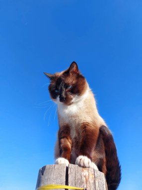Mavi gökyüzüne karşı Tayland Siyam kedisi portresi