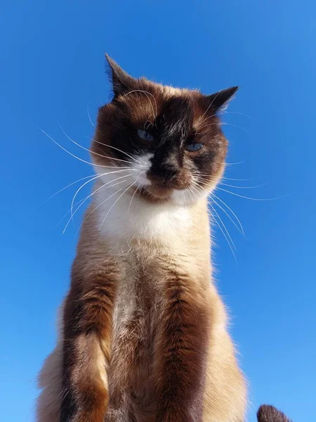 Tailandés Siamés Gato Retrato Contra Azul Cielo —  Fotos de Stock