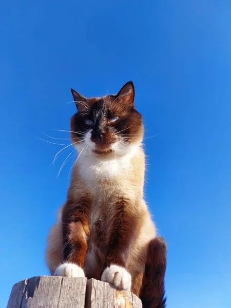 Thai Siamese Gato Retrato Contra Céu Azul — Fotografia de Stock