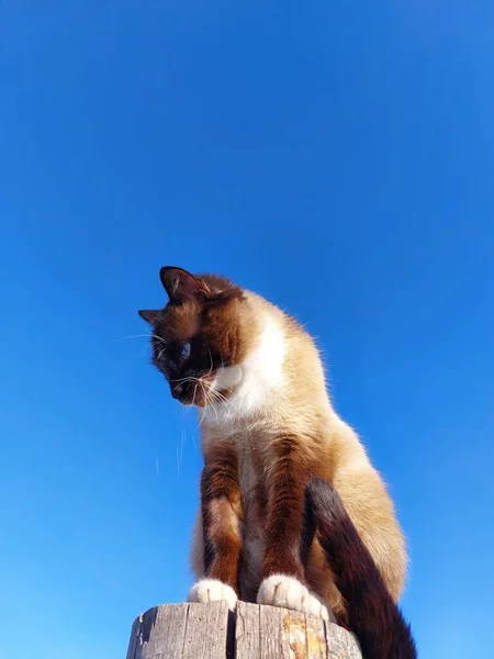 Tajski Kot Syjamski Portret Tle Błękitnego Nieba — Zdjęcie stockowe