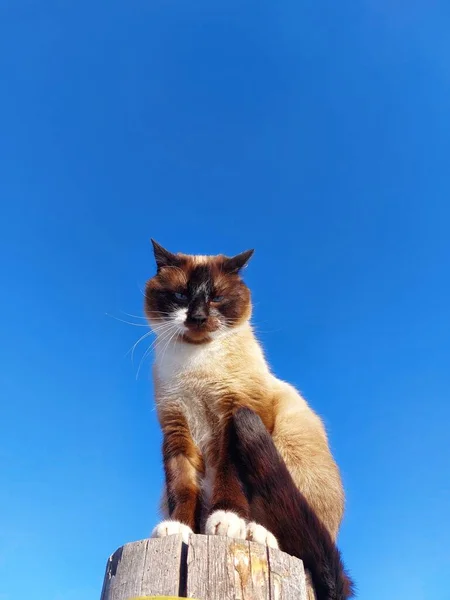 Tailandés Siamés Gato Retrato Contra Azul Cielo —  Fotos de Stock