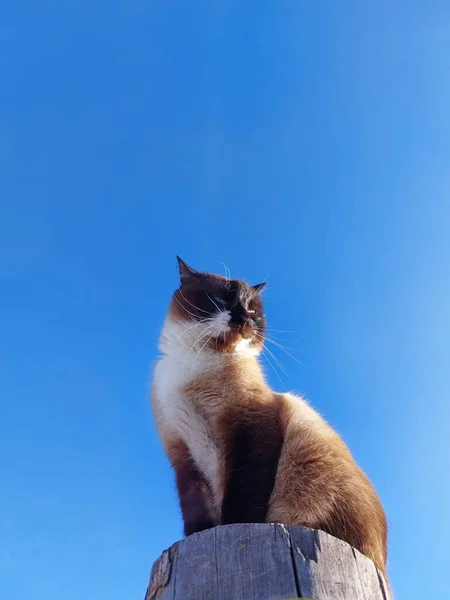 Tailandés Siamés Gato Retrato Contra Azul Cielo —  Fotos de Stock