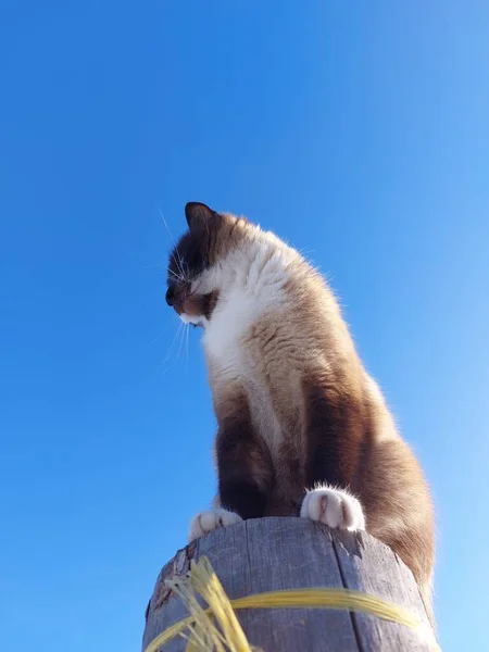 Tajski Kot Syjamski Portret Tle Błękitnego Nieba — Zdjęcie stockowe