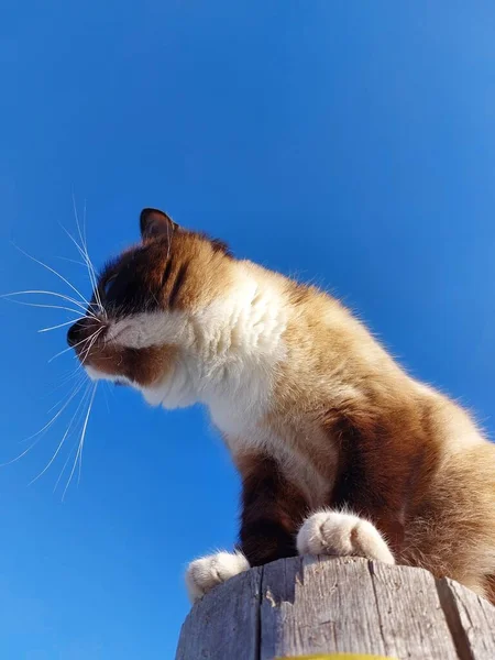 Tailandés Siamés Gato Retrato Contra Azul Cielo —  Fotos de Stock