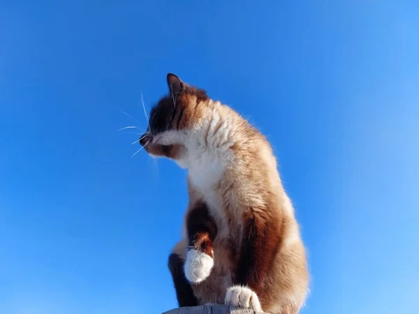 Thai Siamese Katt Porträtt Mot Blå Himmel — Stockfoto