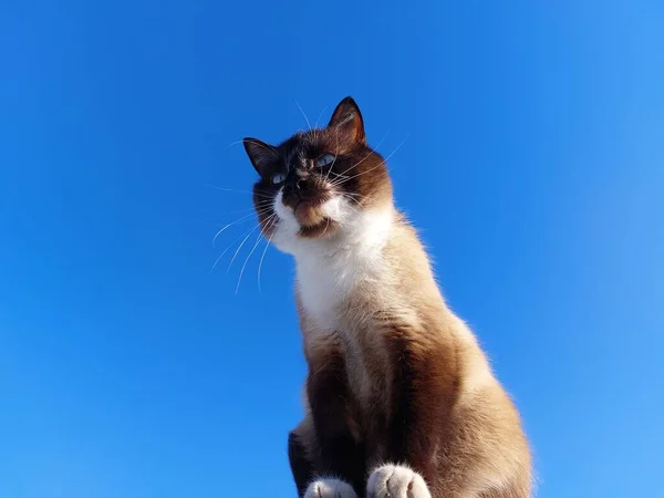 Thai Siamese Katt Porträtt Mot Blå Himmel — Stockfoto