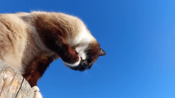 Тайський Сіамський Кіт Сидить Надворі — стокове відео