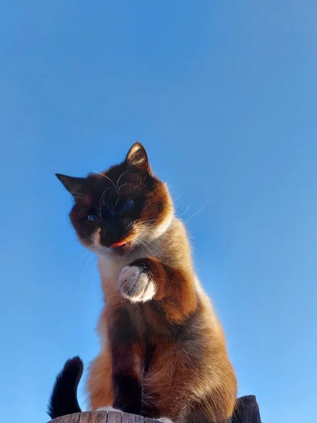 Thailändische Siamkatze Pflegt Sich Freien Vor Blauem Himmel — Stockfoto