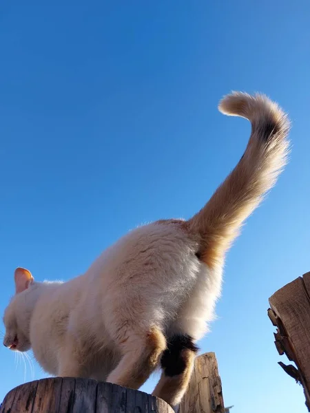 Cute Cat Butt Fluffy Tail — Stock Photo, Image