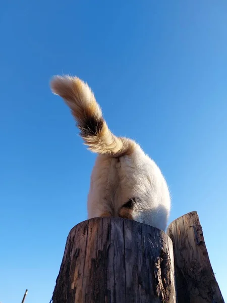 Cute Cat Butt Fluffy Tail — 스톡 사진