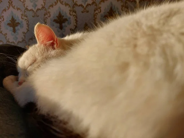Beyaz Kedi Yatakta Uyuyor — Stok fotoğraf