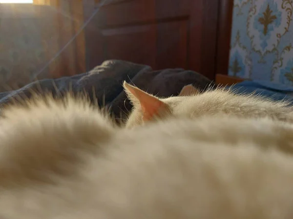 睡在床上的白猫 — 图库照片
