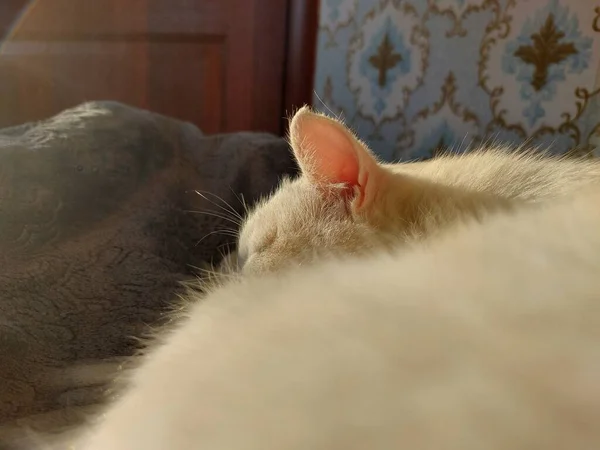 Gato Branco Dormindo Cama — Fotografia de Stock