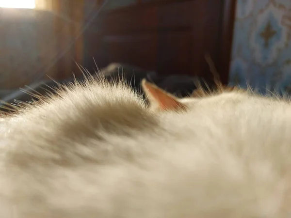 Белый Кот Спит Кровати — стоковое фото