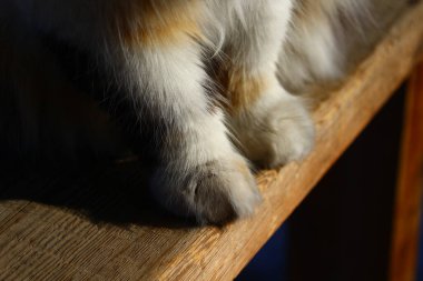 Şirin pofuduk kedi pençeleri. 