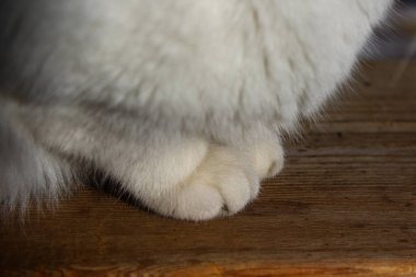 Şirin pofuduk kedi pençeleri. 