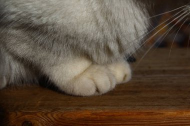 Şirin pofuduk kedi pençeleri. 