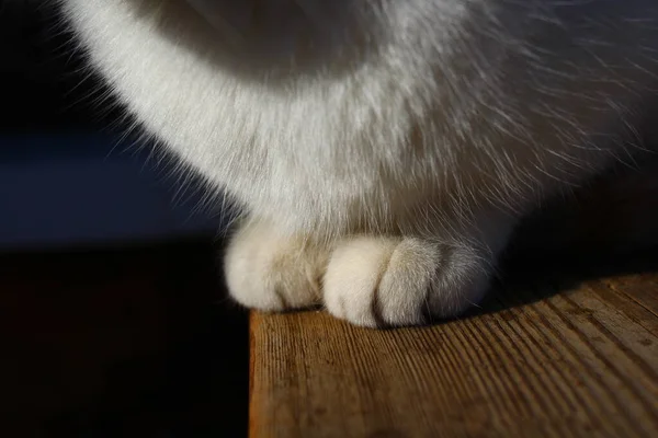 Niedliche Flauschige Katzenpfoten Aus Nächster Nähe — Stockfoto