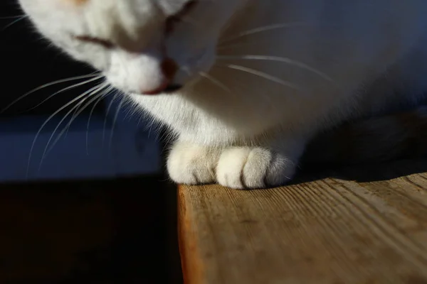 Aranyos Bolyhos Macska Mancsa Közelkép — Stock Fotó