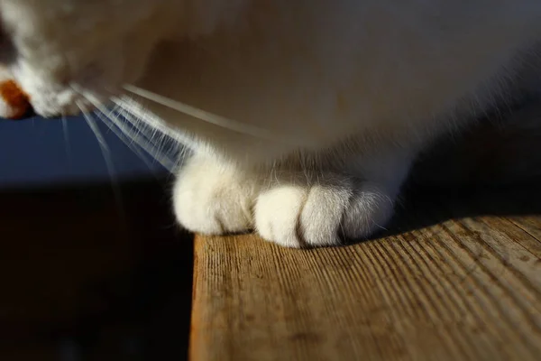 Χαριτωμένα Χνουδωτά Πόδια Γάτας Κοντά — Φωτογραφία Αρχείου