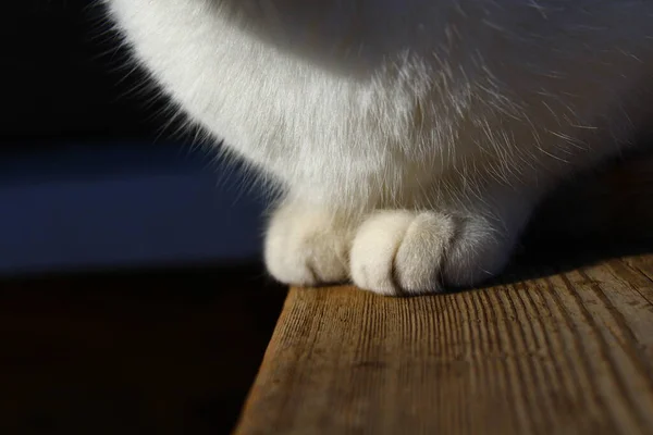 Roztomilé Nadýchané Kočičí Tlapky Zblízka — Stock fotografie