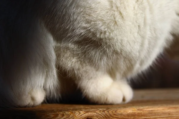 Niedliche Flauschige Katzenpfoten Aus Nächster Nähe — Stockfoto