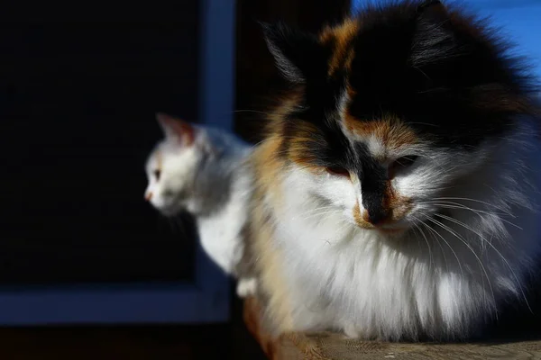 Retrato Gato Con Ojos Amarillos Bigotes Piel Esponjosa Pórtico Madera —  Fotos de Stock