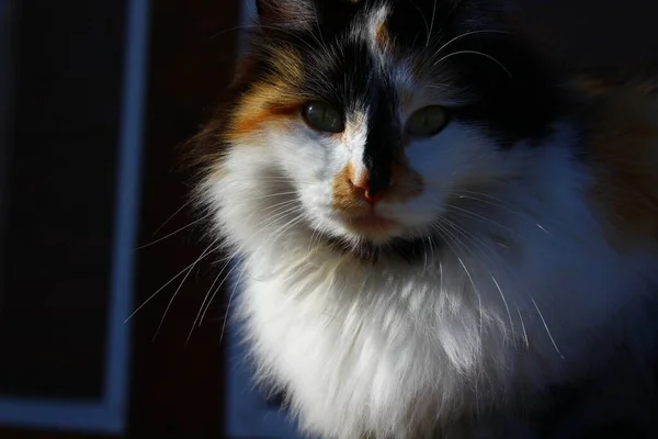 Kočičí Portrét Žlutýma Očima Načechranými Vousky Dřevěné Verandě — Stock fotografie
