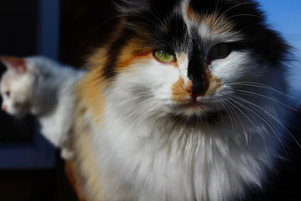 Retrato Gato Com Olhos Amarelos Whiskers Pele Fofa Alpendre Madeira — Fotografia de Stock