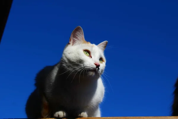 Retrato Gato Con Ojos Amarillos Bigotes Piel Esponjosa Pórtico Madera —  Fotos de Stock