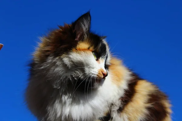 Katt Porträtt Med Gula Ögon Och Fluffiga Fur Morrhår Träveranda — Stockfoto