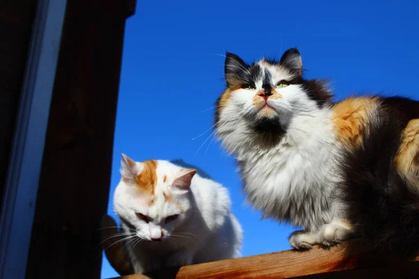 Retrato Gato Com Olhos Amarelos Whiskers Pele Fofa Alpendre Madeira — Fotografia de Stock