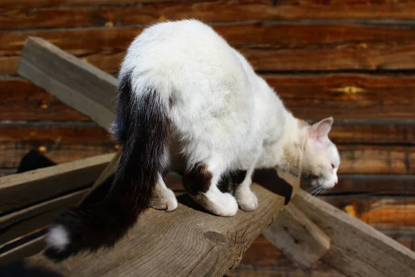 Cute Cat Butt Fluffy Tail — Stockfoto